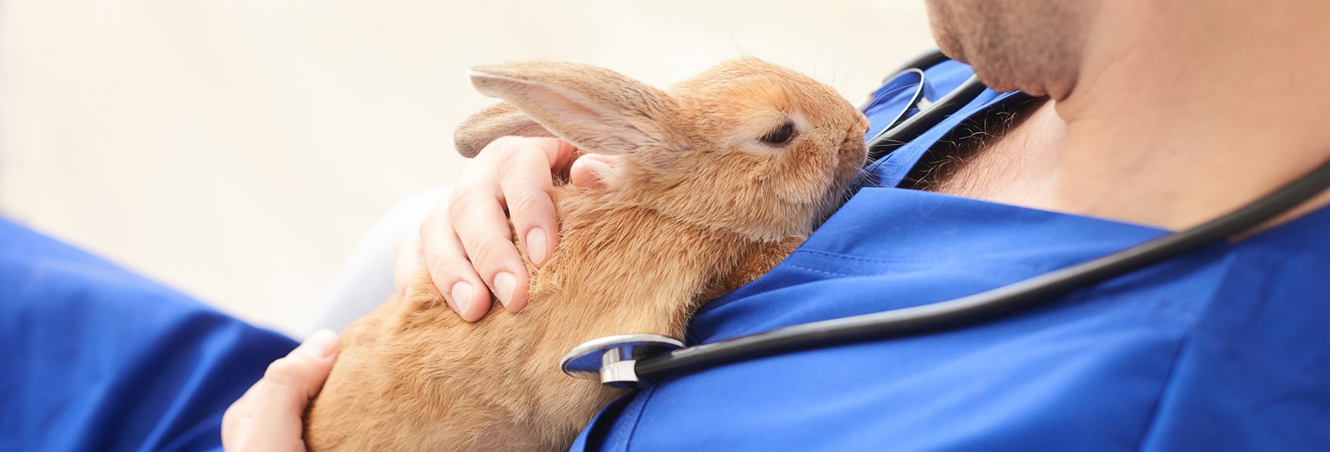 a rabbit sitting on the chest of a person in blue scrubs